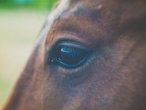 animal blur brown horse