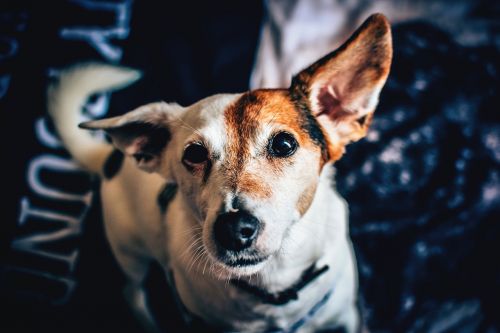 animal animal photography canine