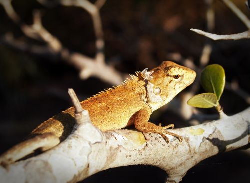 animal background basilisk