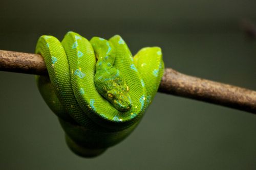 animal pet python