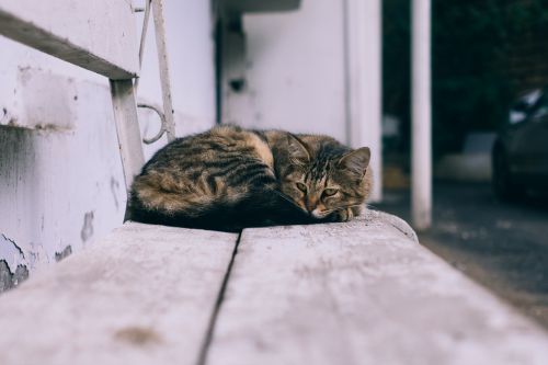 animal bench cat