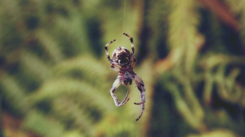 animal arachnid close-up