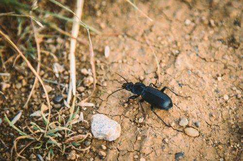 animal beetle black
