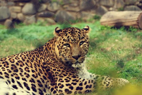 animal big cat leopard