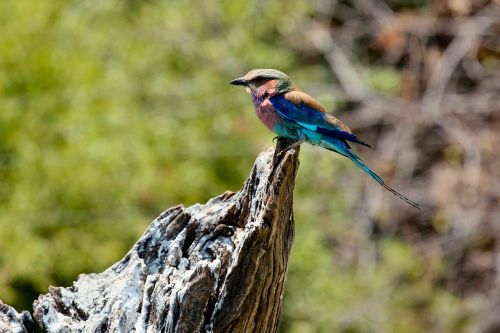 animal avian beak