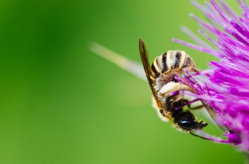 animal bee bumblebee