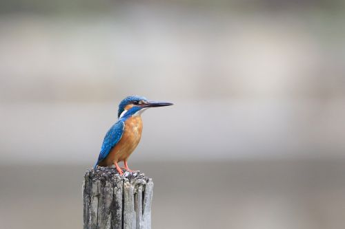 animal animal photography avian