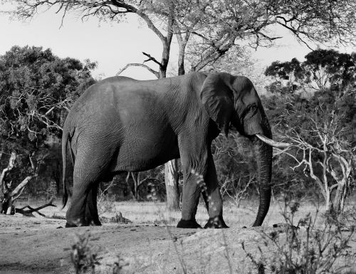 animal elephant safari