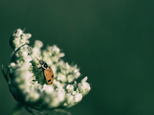 animal beetle blur
