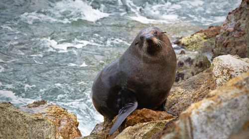 animal cute ocean