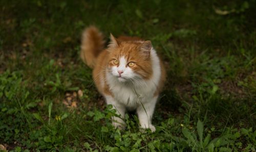 animal breed cat