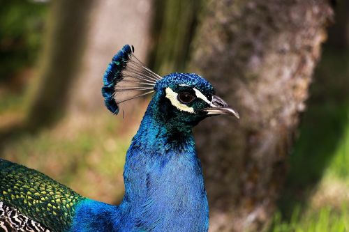 animal animal photography animal portrait