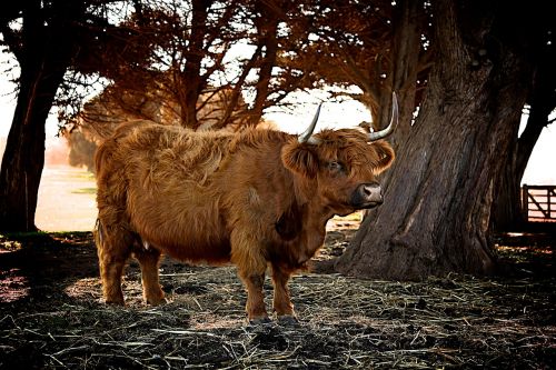 animal cattle countryside