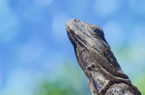 animal desert iguana