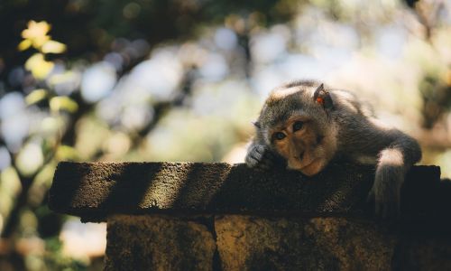 animal cute monkey