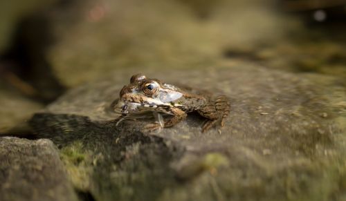 animal frog macro