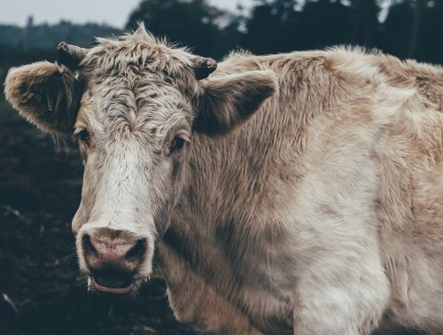 animal cattle close-up