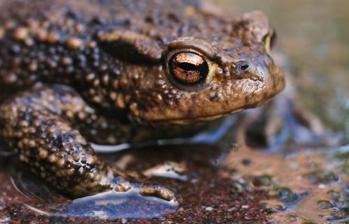 animal close-up frog