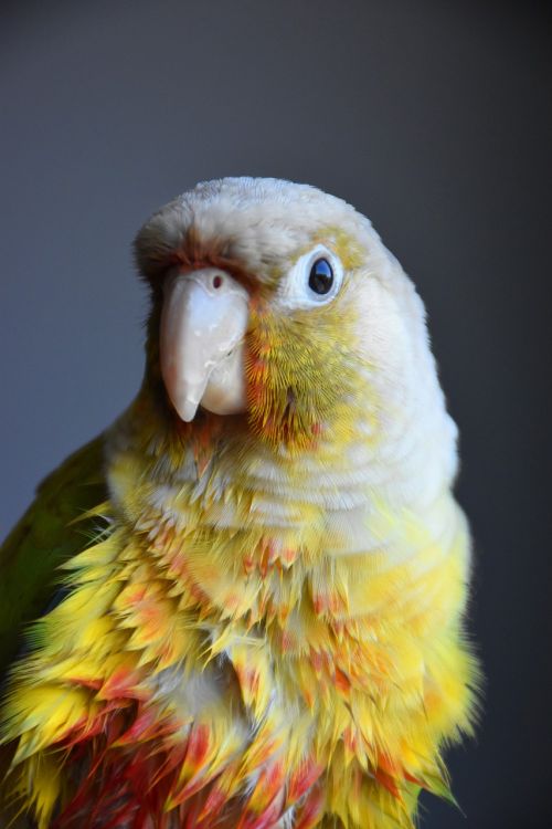animal bird parakeet