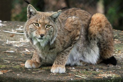 animal cat lynx