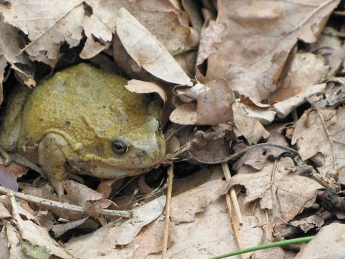 animal frog tree frog