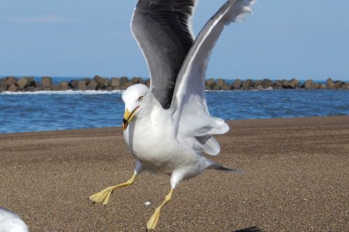 animal sea beach