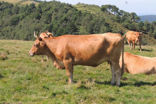 animal cow livestock