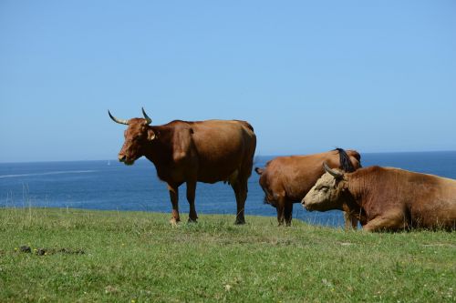 animal cow livestock