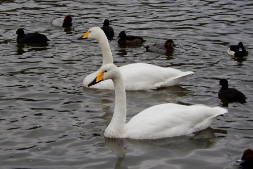 animal swan waterfowl