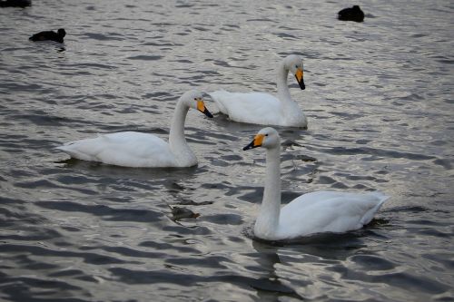 animal swan waterfowl