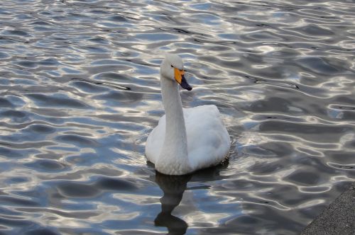 animal swan waterfowl