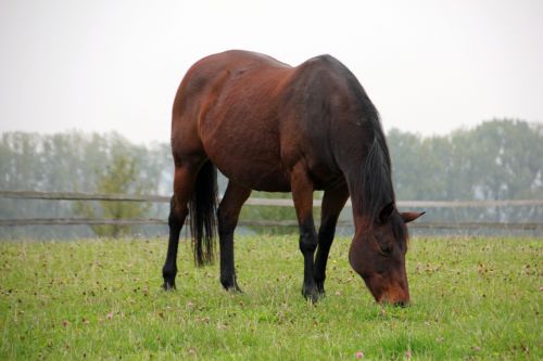 animal horse pasture