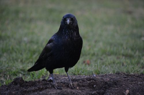 animal bird raven