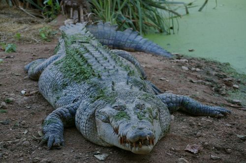 animal crocodile wild