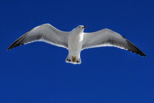 animal sky seagull