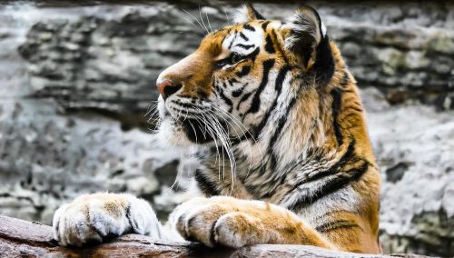 animal predator tiger