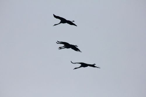 animal bird cranes