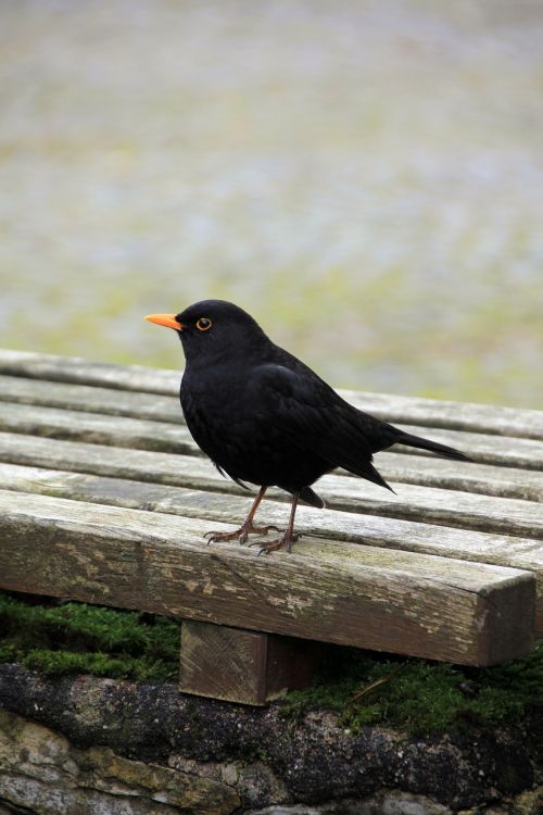 animal bird blackbird