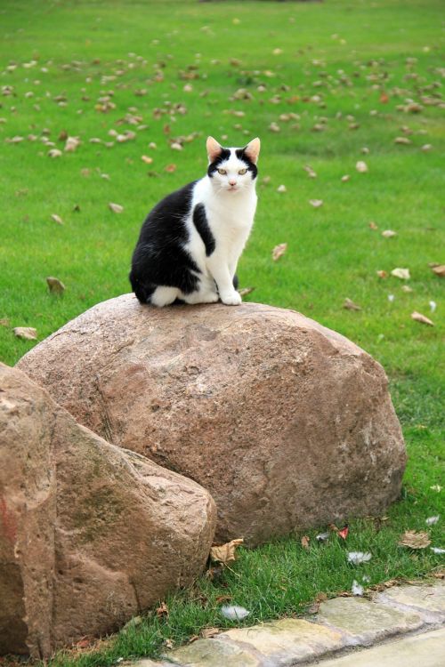 animal cat stone