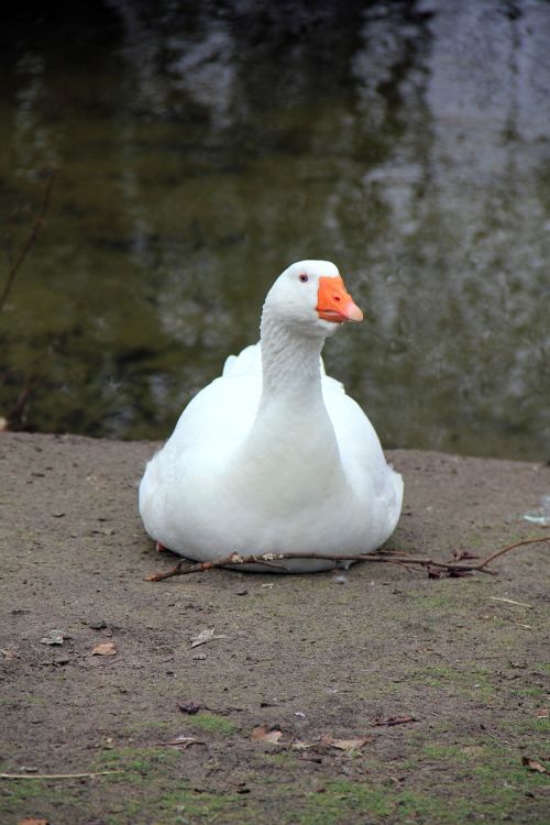 animal goose white