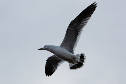 animal sky sea gull
