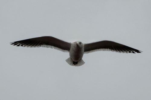 animal sky sea gull