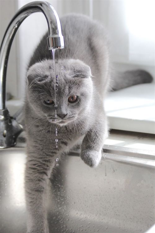 animal domestic cat water