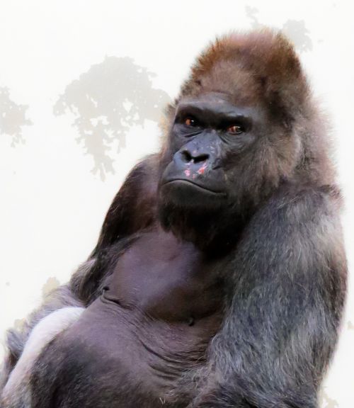 animal monkey gorilla