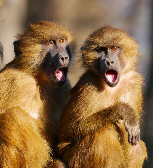 animal ape berber monkeys