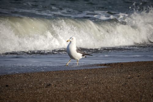 animal sea beach