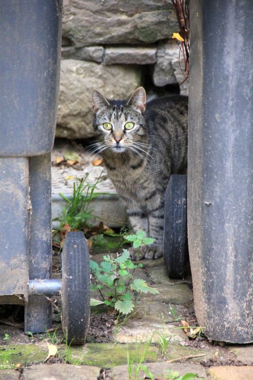 animal cat hiding place
