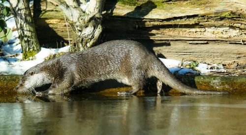 animal otter water