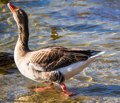 animal goose water bird