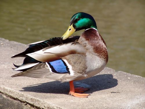 animal bird duck